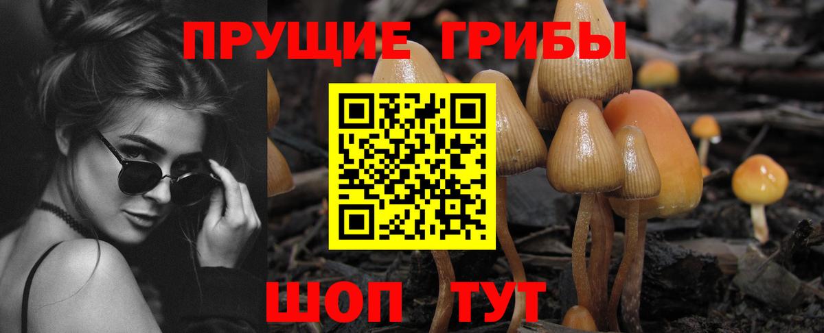 Галлюциногенные грибы Psilocybine cubensis Лесной